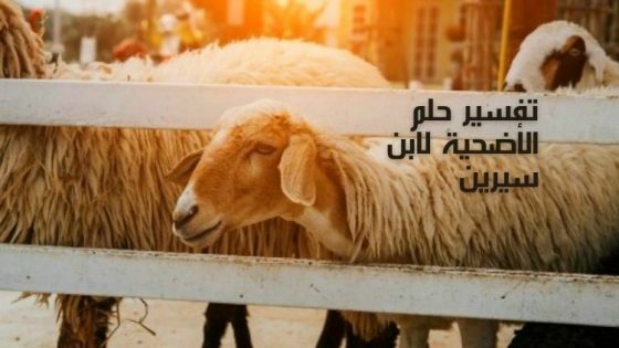 تفسير حلم رؤية أضحية العيد في المنام للنابلسي وابن سيرين